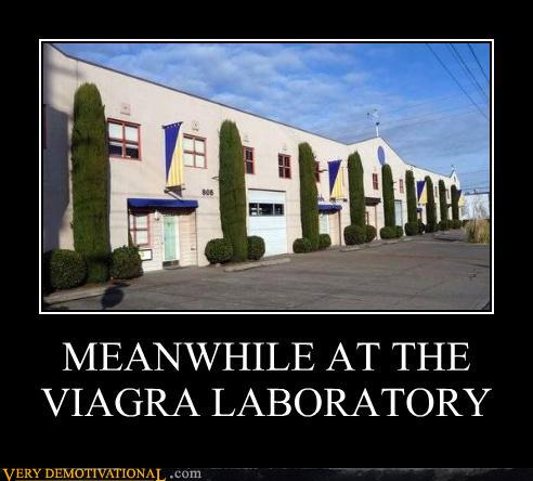 viagra factory.jpg